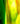 Kokomo Green/Dark Amber/Clear Streaky