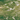Spectrum Olive Green Streaky 96COE