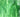 Wissmach Dark Green Wisspy