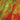 Wissmach Orange/Green Opal