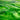 Wissmach Dark Green Wisspy Ripple