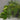 Clear Oak 4mm