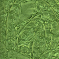 Van Gogh Spring Green