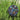 Garden Stake 12-inch
