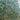 Bullseye Patina Green Mottle