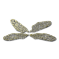 Dragonfly Filigree Wings