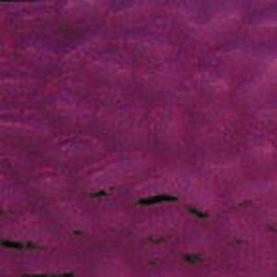 Wissmach English Muffle Clover Blossom