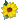 Free Pattern, Sunflower