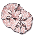 Free Pattern, Sand Dollars