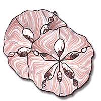 Free Pattern, Sand Dollars