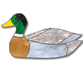 Free Pattern, Mallard Duck In Pond