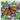 Free Pattern, Royal Monarch