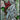 Peacock Bevel Cluster-Faces Left