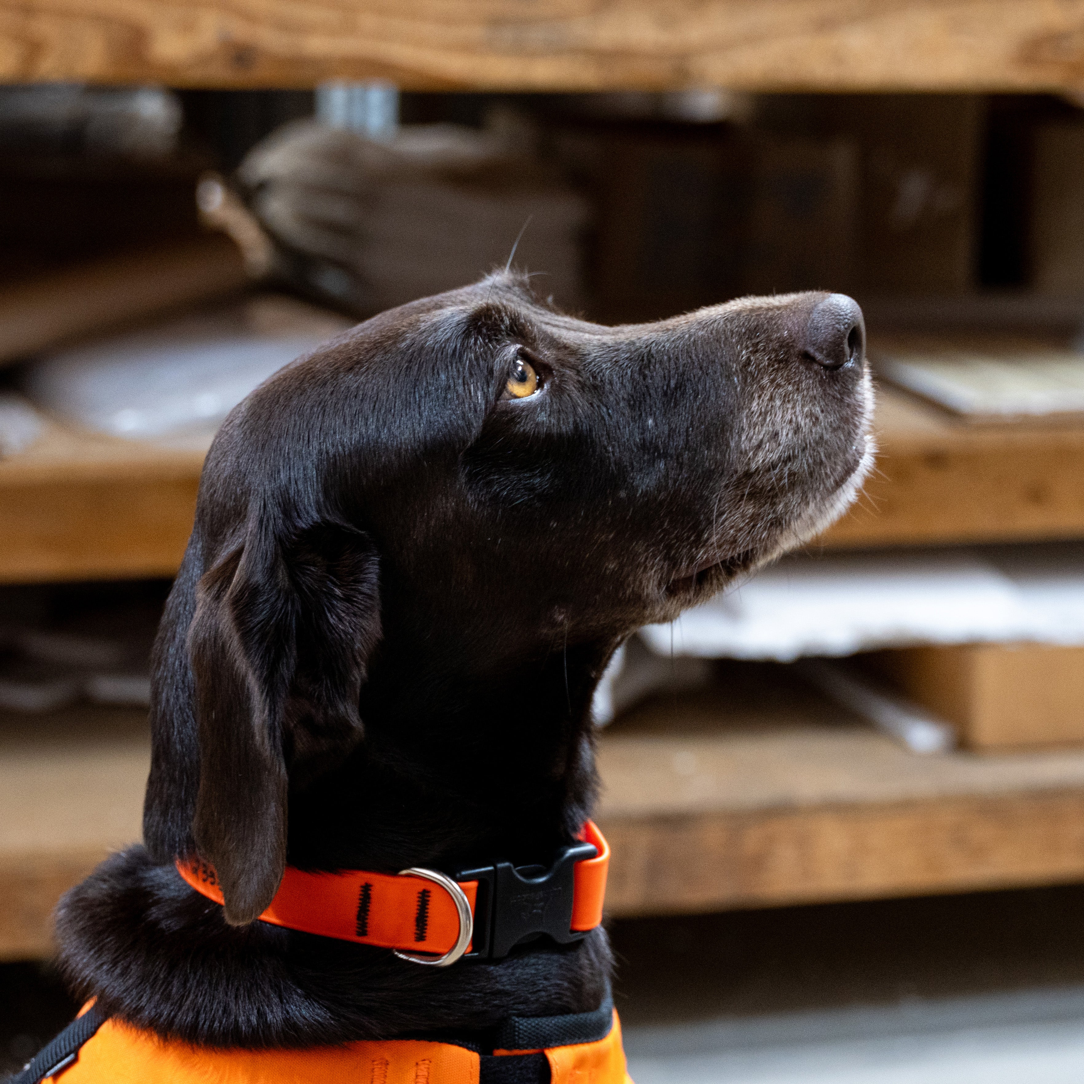 Meet Honey - Our Glass Crafters Dog
