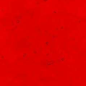 Kokomo Cerise Ruby