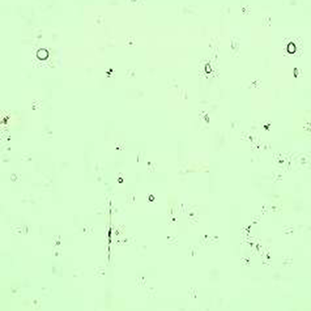 Kokomo Palest Green KDR