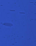 Lamberts Opal on Blue