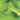 Spectrum Moss Green Waterglass 96COE