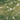 Spectrum Olive Green Wispy