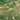 Spectrum Olive Green Streaky 96COE