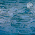 Spectrum Steel Blue/White Wispy