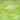 Spectrum Key Lime Pearl Opal 96COE
