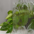 Clear Bamboo 4mm