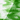 Uroboros Fern Green Opal on Clear 96 COE