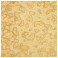 Uroboros Honey Amber Ring Mottle