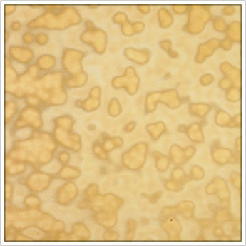 Uroboros Honey Amber Ring Mottle