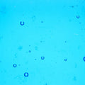 Wissmach Deep Sky Blue 96COE