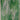 Youghiogheny Green/White Mottled