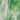 Youghiogheny Green/White Mottled