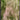 Youghiogheny Ice White/White/Dark Green Stipple