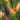 Youghiogheny White Ice/Green/Purple/Gold Peach Stipple
