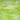Spectrum Key Lime (Clear/White/Green) Pearl Opal