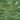 Spectrum Forest Green Translucent 96COE