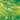 Spectrum Moss Green/White Wispy 96 COE