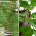 Clear Corded