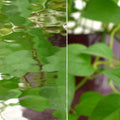 Clear Pebbles
