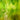 Youghiogheny White,Lime Green Stipple